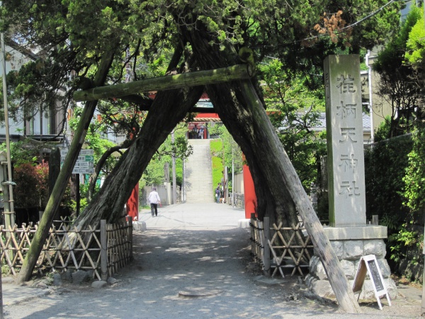 荏柄天神社入り口の交差する木