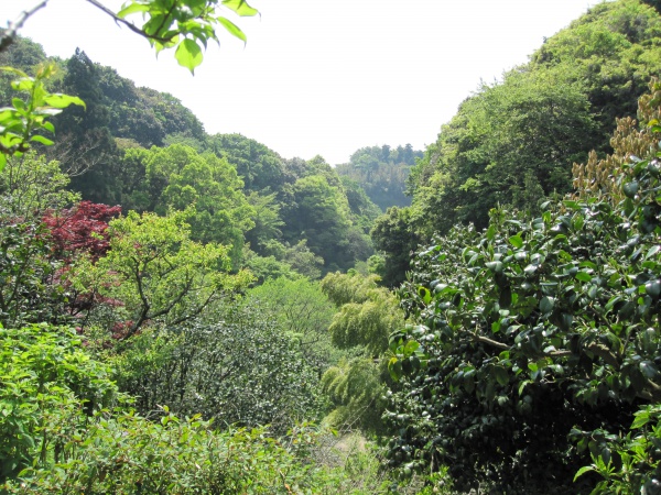 瑞泉寺からの風景