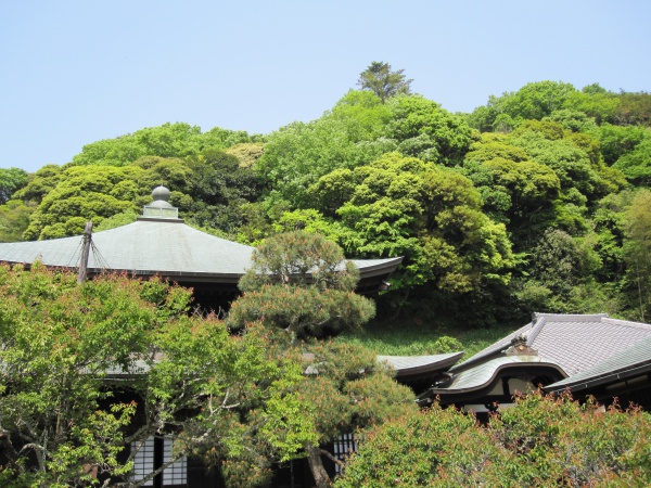 瑞泉寺の本堂と裏山