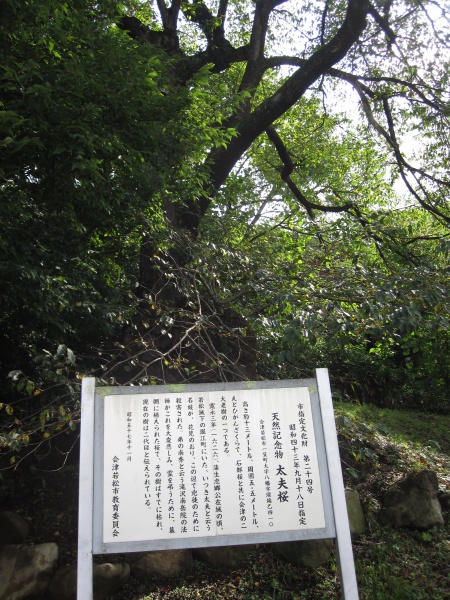 飯盛山太夫桜