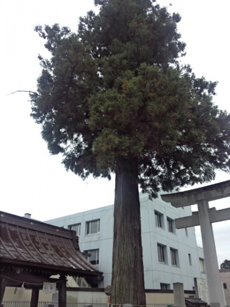 鹿沼市今宮神社御神木