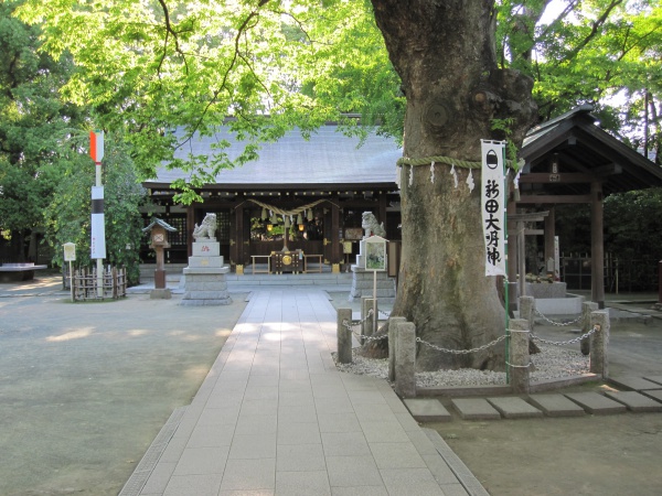 大田区新田神社の拝殿と御神木