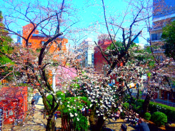 港区乃木公園の桜