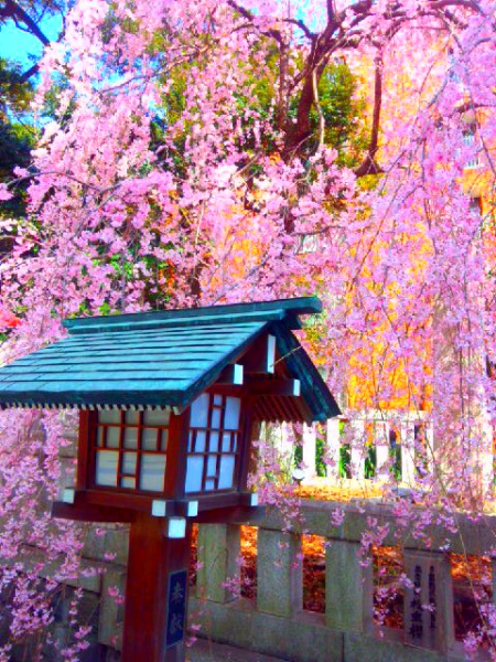 港区乃木神社のしだれ桜