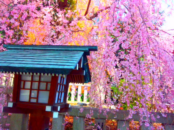 港区乃木神社のしだれ桜