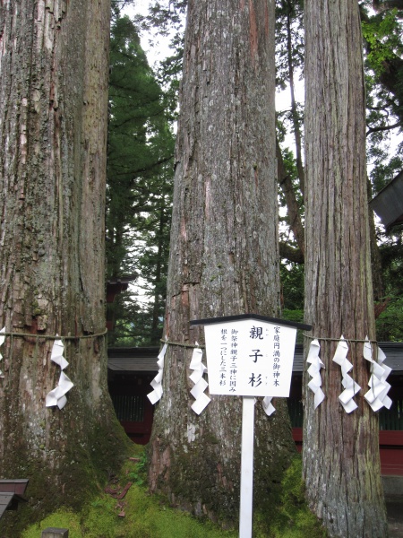 日光二荒山神社御神木親子杉