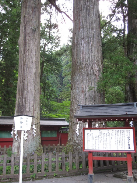 日光二荒山神社御神木三本杉