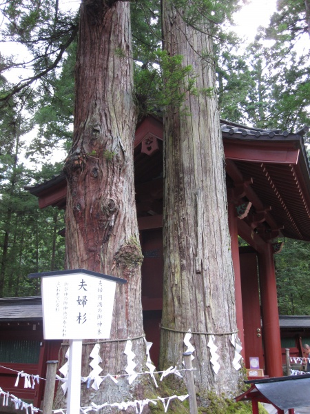 日光二荒山神社御神木夫婦杉