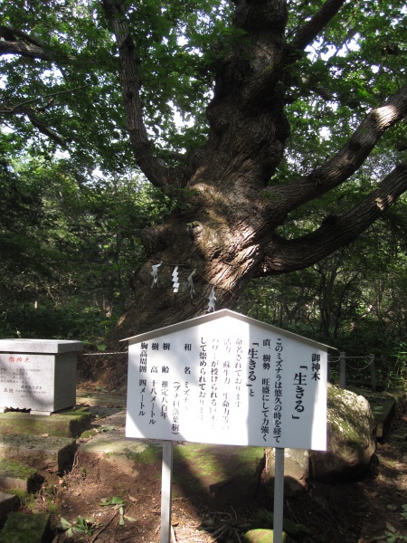 那須温泉神社御神木