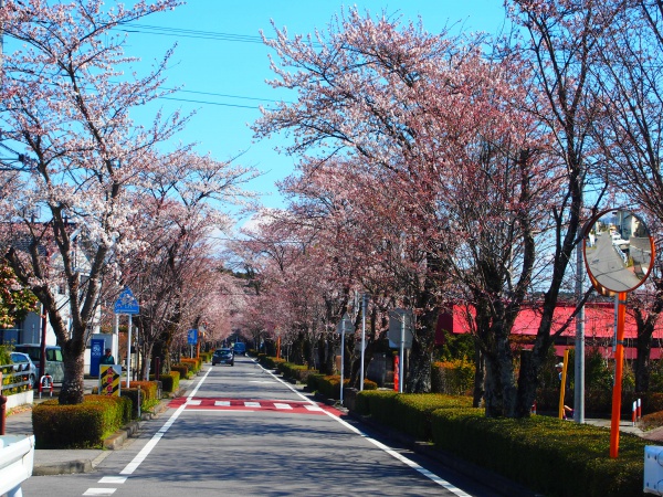 乃木神社（那須塩原市）参道の桜並木