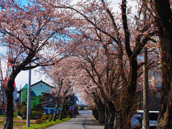 乃木神社（那須塩原市）参道の桜並木