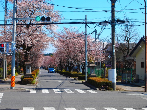 乃木神社（那須塩原市）参道の桜並木