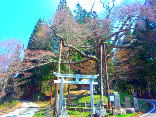 磯上の山桜2014年