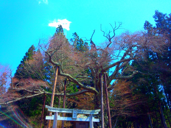 磯上の山桜2014年