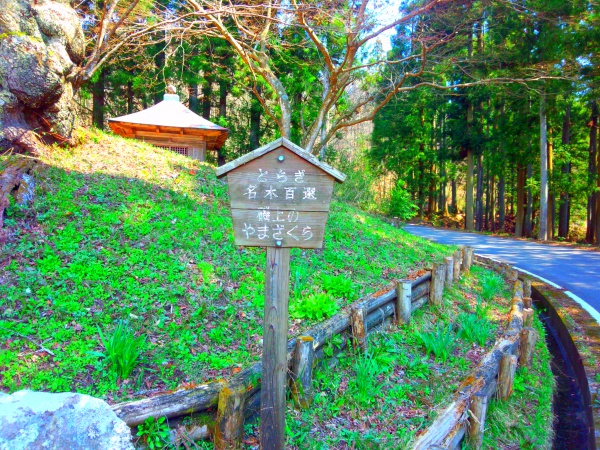 磯上の山桜2014年