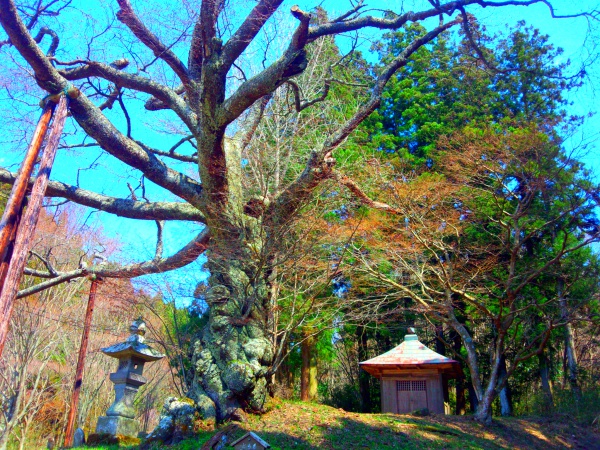 磯上の山桜2014年