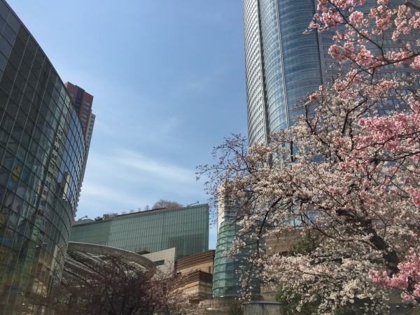 2015年毛利甲斐守邸跡の桜