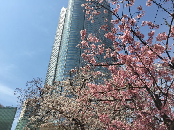 2015年毛利甲斐守邸跡の桜