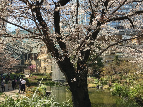 2015年毛利甲斐守邸跡の桜