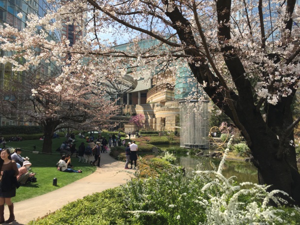 2015年毛利甲斐守邸跡の桜