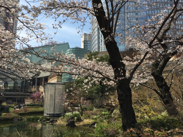 2015年毛利甲斐守邸跡の桜