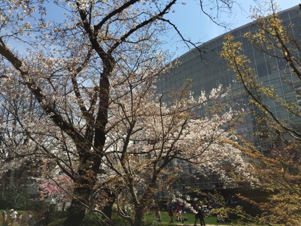 2015年毛利甲斐守邸跡の桜