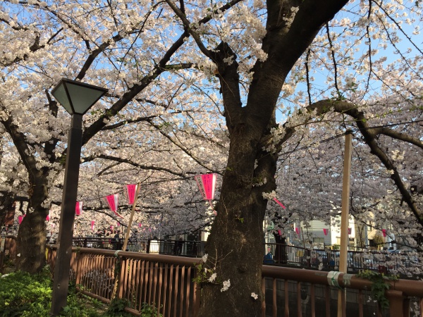 目黒川の満開の桜2015年