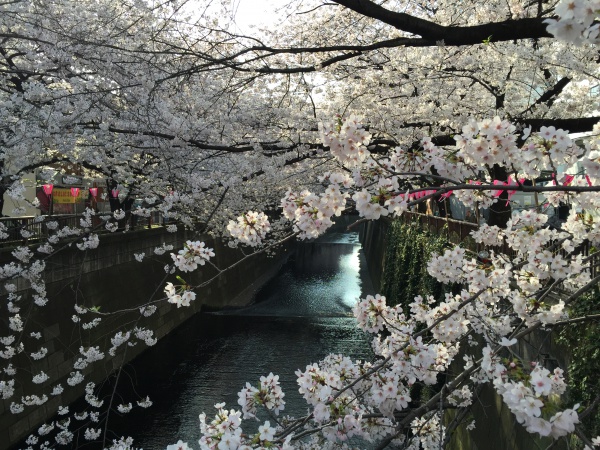 目黒川の満開の桜2015年