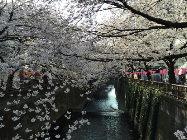 目黒川の満開の桜2015年