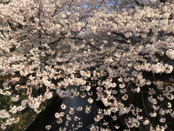 目黒川の満開の桜2015年