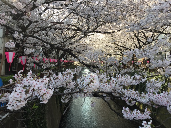 目黒川の満開の桜2015年