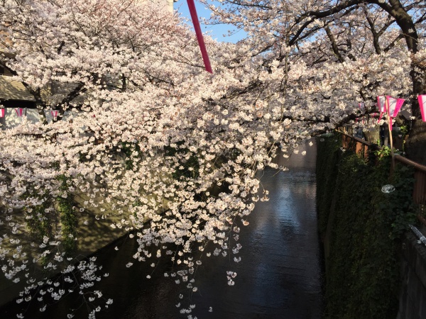 目黒川の満開の桜2015年