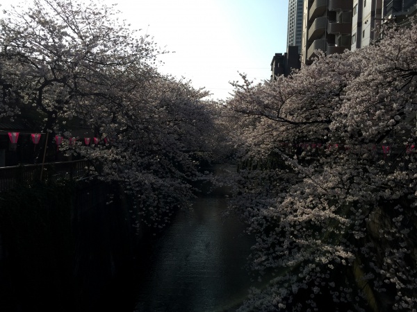 目黒川の満開の桜2015年