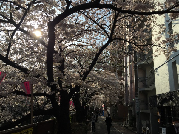 目黒川の満開の桜2015年