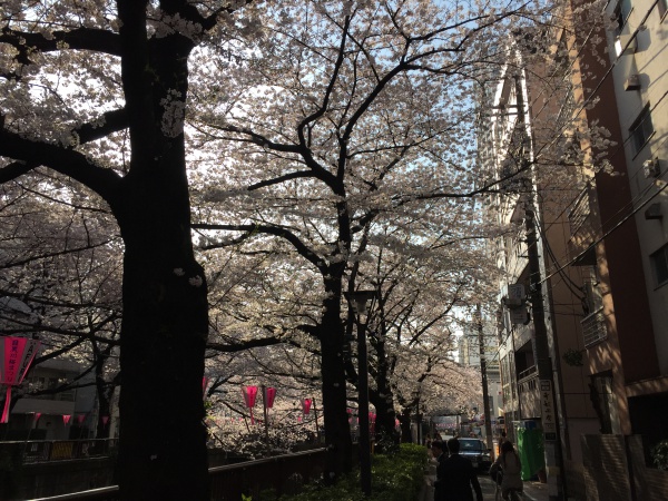 目黒川の満開の桜2015年