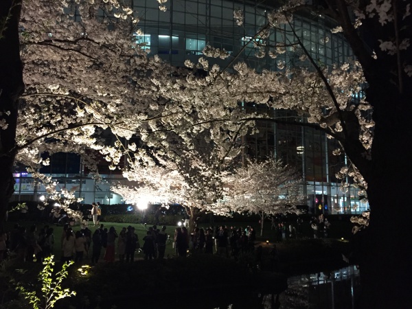 2015年毛利甲斐守邸跡夜桜