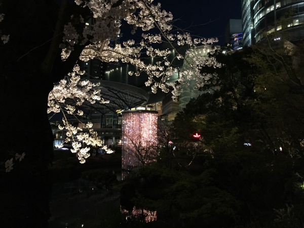 2015年毛利甲斐守邸跡夜桜