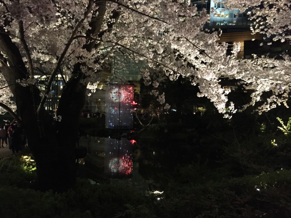 2015年毛利甲斐守邸跡夜桜