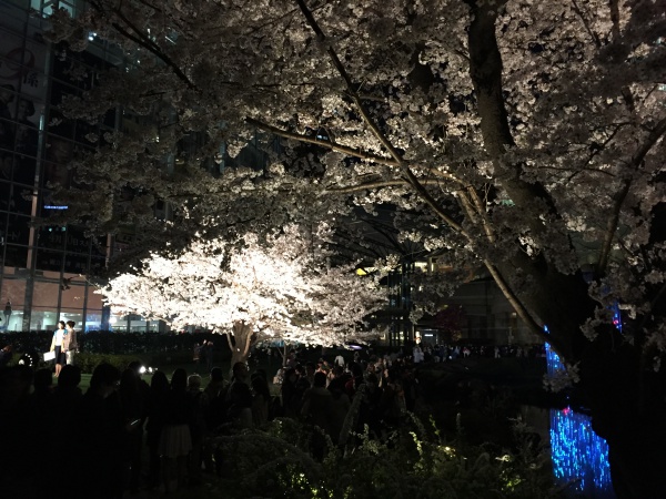 2015年毛利甲斐守邸跡夜桜