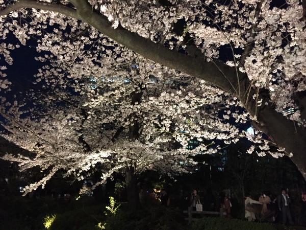 2015年毛利甲斐守邸跡夜桜