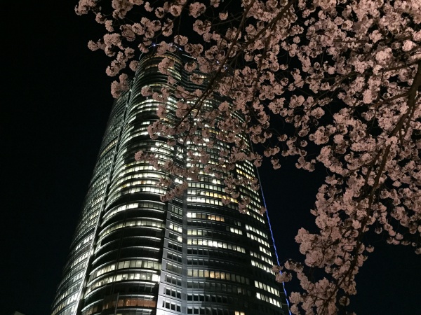 2015年毛利甲斐守邸跡夜桜