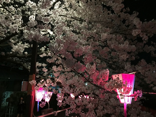目黒の太鼓橋の夜桜