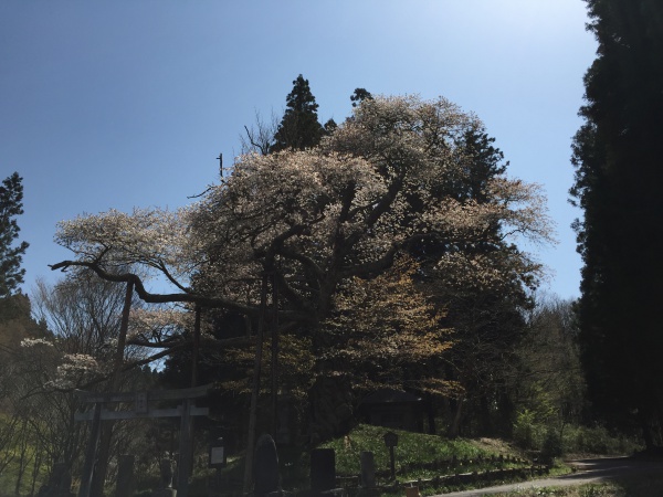 磯上の山桜2015年