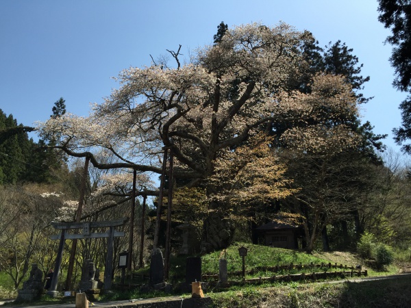 磯上の山桜2015年