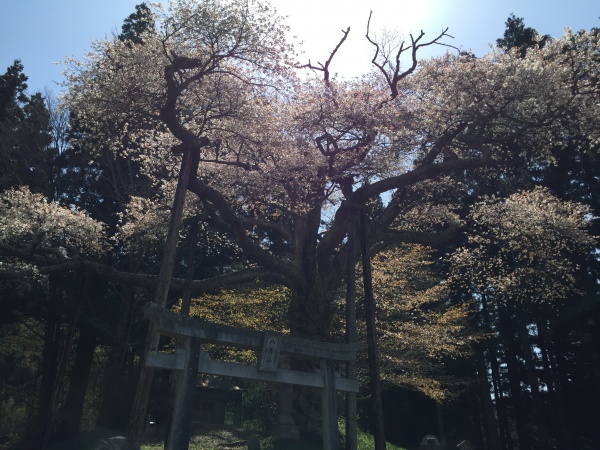 磯上の山桜2015年