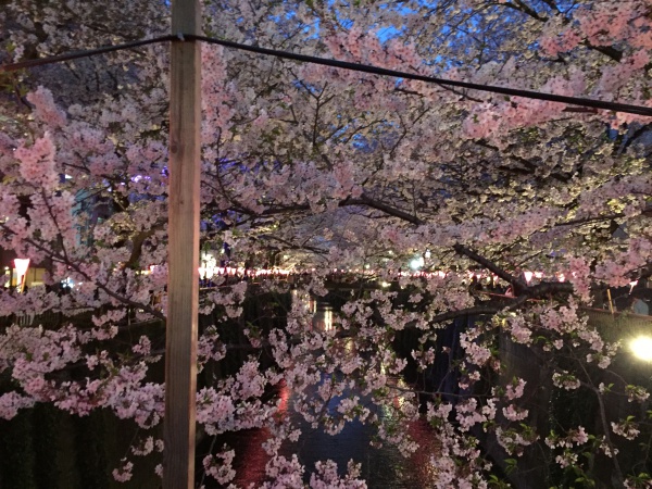 目黒川の満開の夜桜2016年