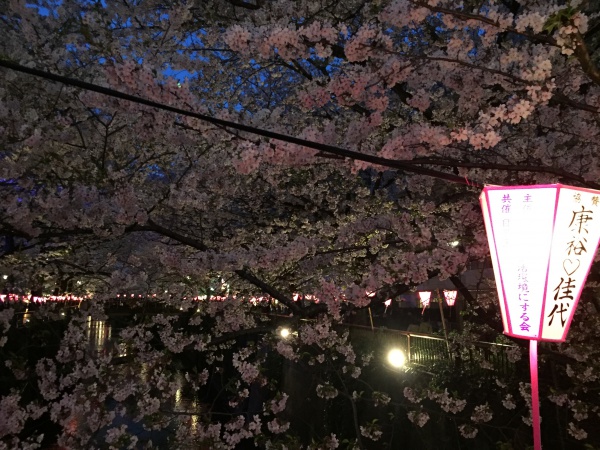 目黒川の満開の夜桜2016年