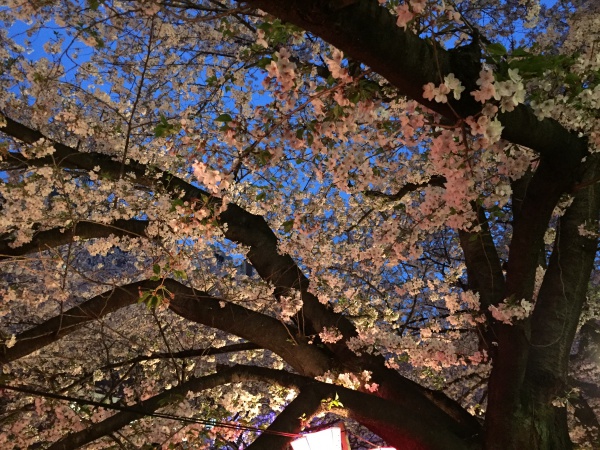 目黒川の満開の夜桜2016年