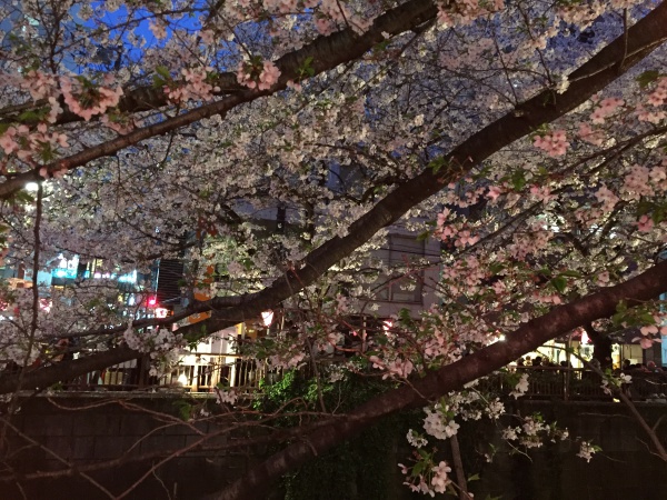 目黒川の満開の夜桜2016年