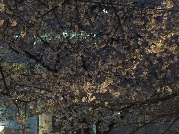 目黒川の満開の夜桜2016年